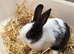12 week old bunnies for sale in Northampton