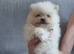 Stunning KC teddy bear Pomeranian Puppies