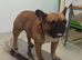 Champion French Bulldog Available for STUD. Producing Big Litters