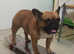 Imported Champion Available at Stud