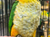 Stunning Baby Caique Parrot