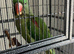 Alexandra parrot