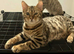 2 Pedigree Bengal F Kittens