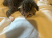 Kittens