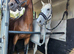 15.2 Grey tb mare 13 yrs