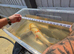 3 koi