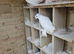 X7 white capped headed droppers