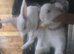 Continental giant cross lop