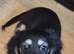Kc reg miniature daschund longhaired