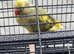 Beautiful baby ringneck talking parrot