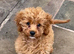 Two lovely Cavapoos Boys