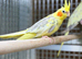 Cocktails parrot