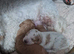Cavapoochon