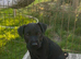 Patterdale x Lakeland puppy&rsquo;s