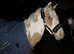 Stunning gelding cob