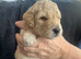 Beautiful mini Goldendoodle s