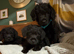 Borderpoo Pups (Border terrier x Miniture poodle)
