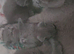 3 FULL BSH KITTENS READY TO LEAVE MOM AND DAD AVALIABLE TO VIEW