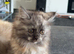 Female Mainecoon kitten
