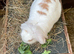 Female 2 year old mini lion lop