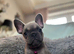 Meet our gorgeous female French bulldogs
