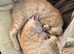Kittens need forever homes