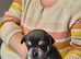 Beautiful Applehead Chihuhua Puppies