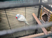 Ringneck parrot