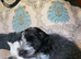 cockapoo's 1 boy LEFT £650
