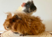 2 pairs of boars