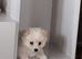 Beautiful pomchi boy puppy