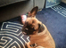 Pug cross Frenchie
