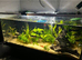 Musk turtle and full set up