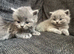 British blue shorthair girls ready 21/6/26