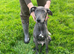 Saluki bull x whippet bull