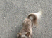 Bugs the chihuahua