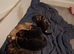 Full blooded German Shepherd puppies.