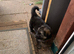 Straight Backed German Shepherd Puppies