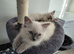 14 Week old Bluepoint Ragdolls