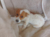 Jack russel puppys