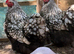 Breeding trio of silver laced orpingtons 1 cockerel 2 hens very fertile