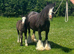 9 yr old mare with colt foal