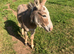 Minature male donkey
