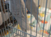 Budgie Birds 4  x MALES available still &pound;25 each or purple clearwing &pound;30 all boys