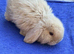 Mini lop boy ready to find his forever home