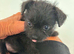 shih tzu / jackrussel