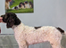 Spanish Water Dog KC register