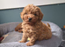 Fox Red Toy Sized Poodles