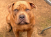 Staff x mastiff