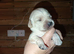 Kc registered working labrador puppies